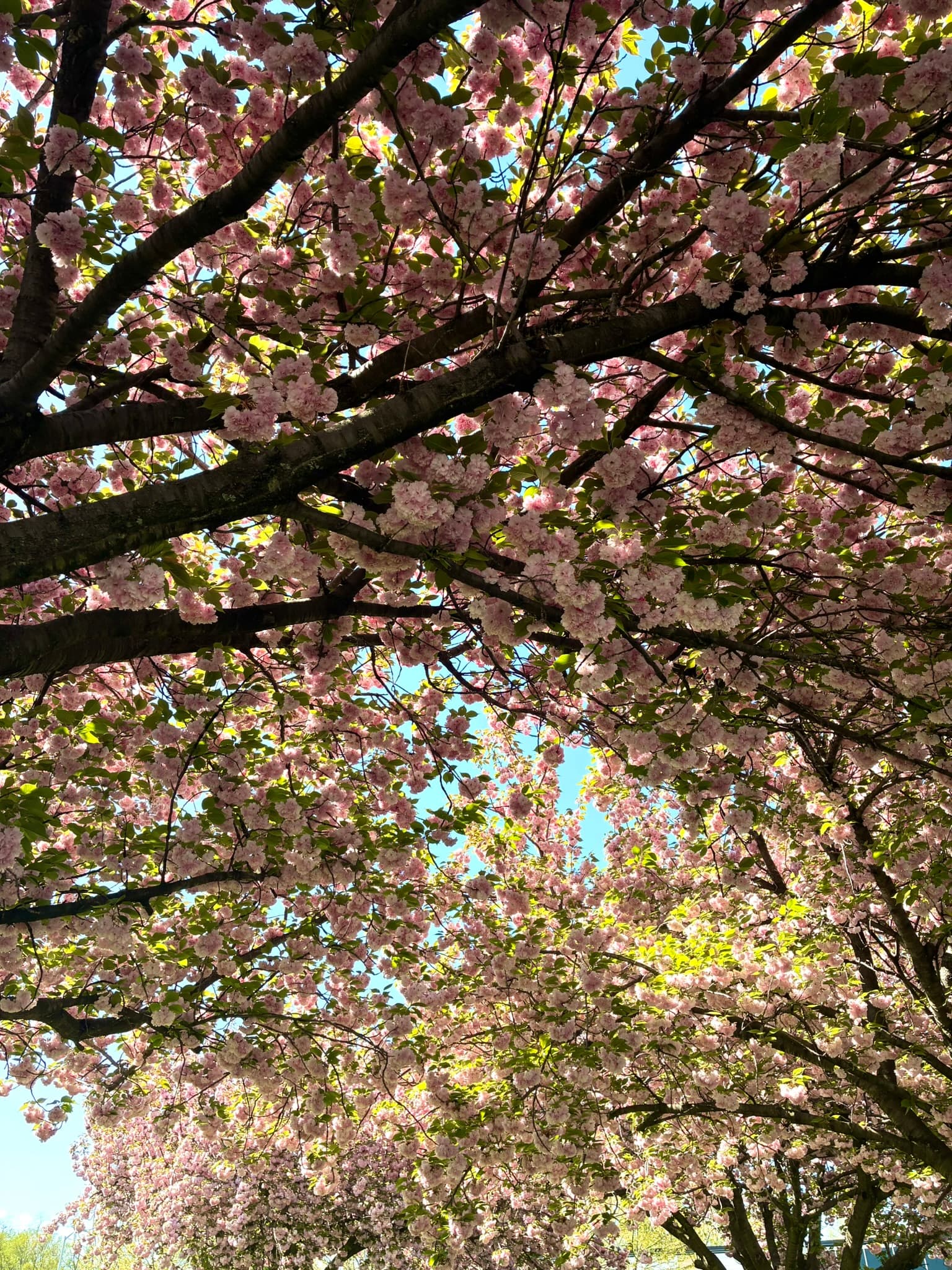 IMG_6763.JPEG